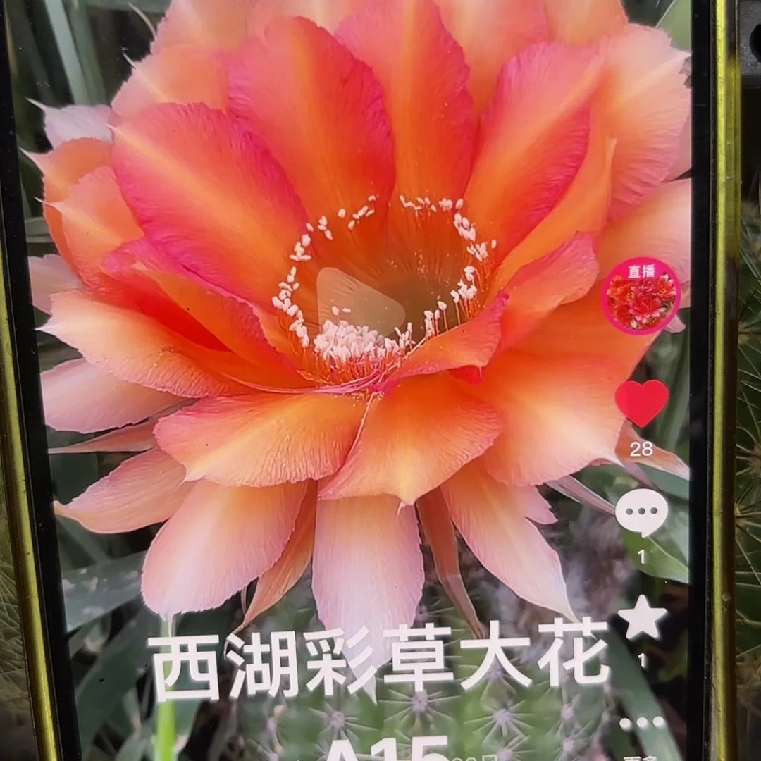 A15彩侧牙20包邮仙人球37