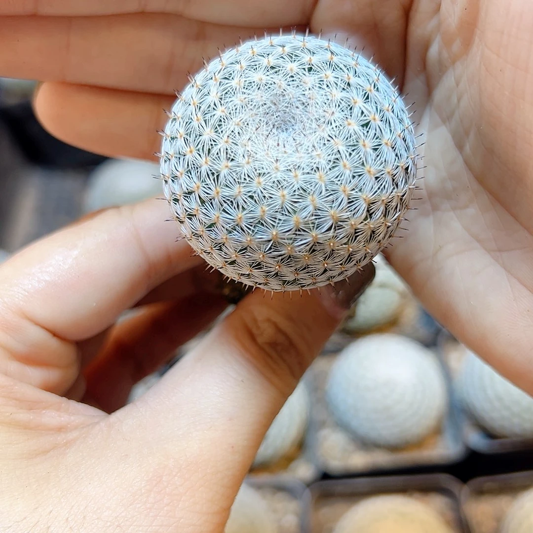 实生恋山彦3.8公分