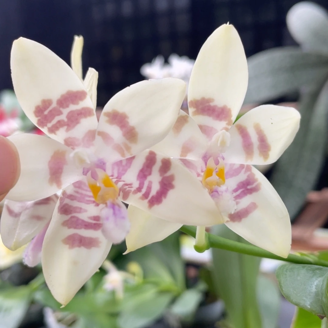 当前无花栽培后可以开花