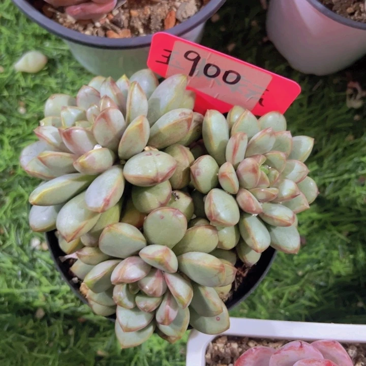 健健康康平平安安