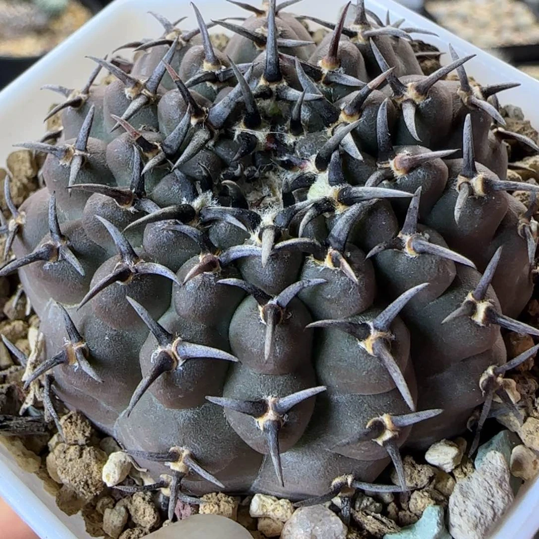 013实生短豪刺黑刺凤头多肉