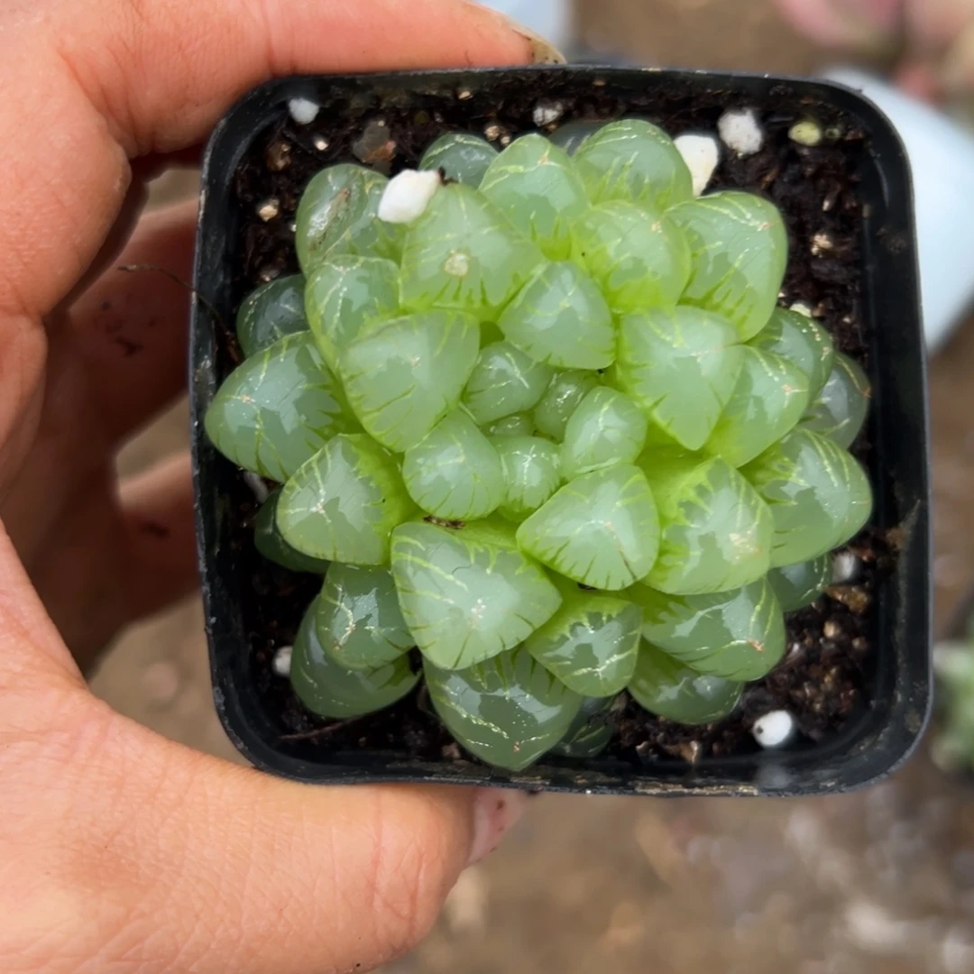 多肉亩摸摸摸摸多植物