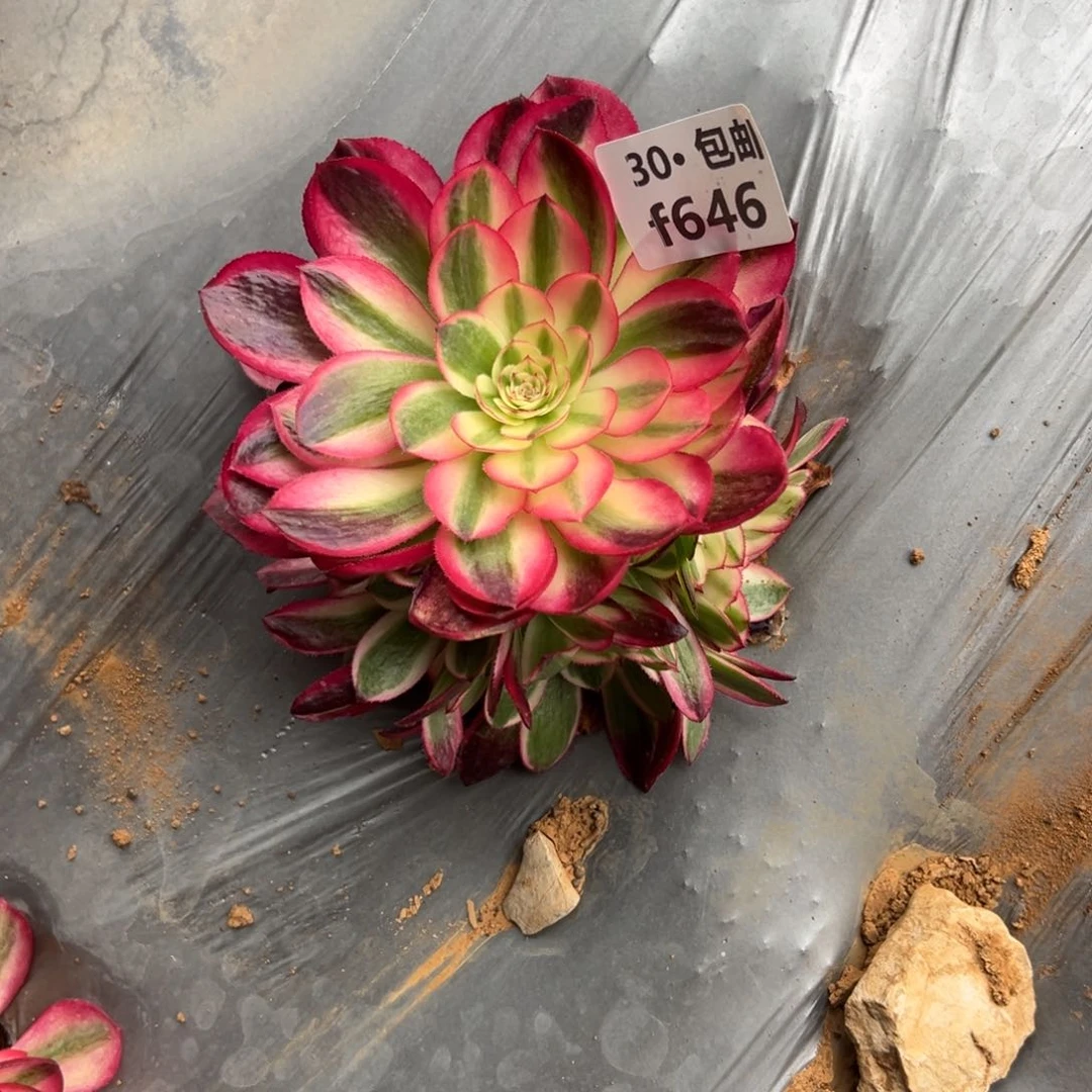 646倾城多肉法师