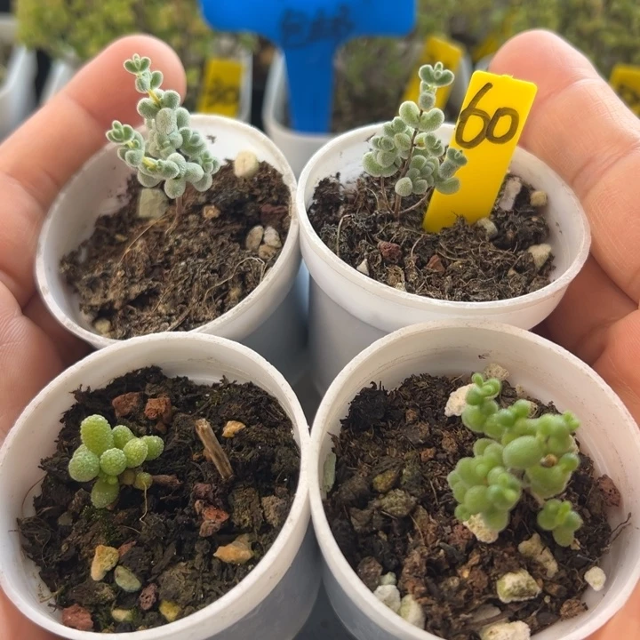 60号组合装 一物一拍