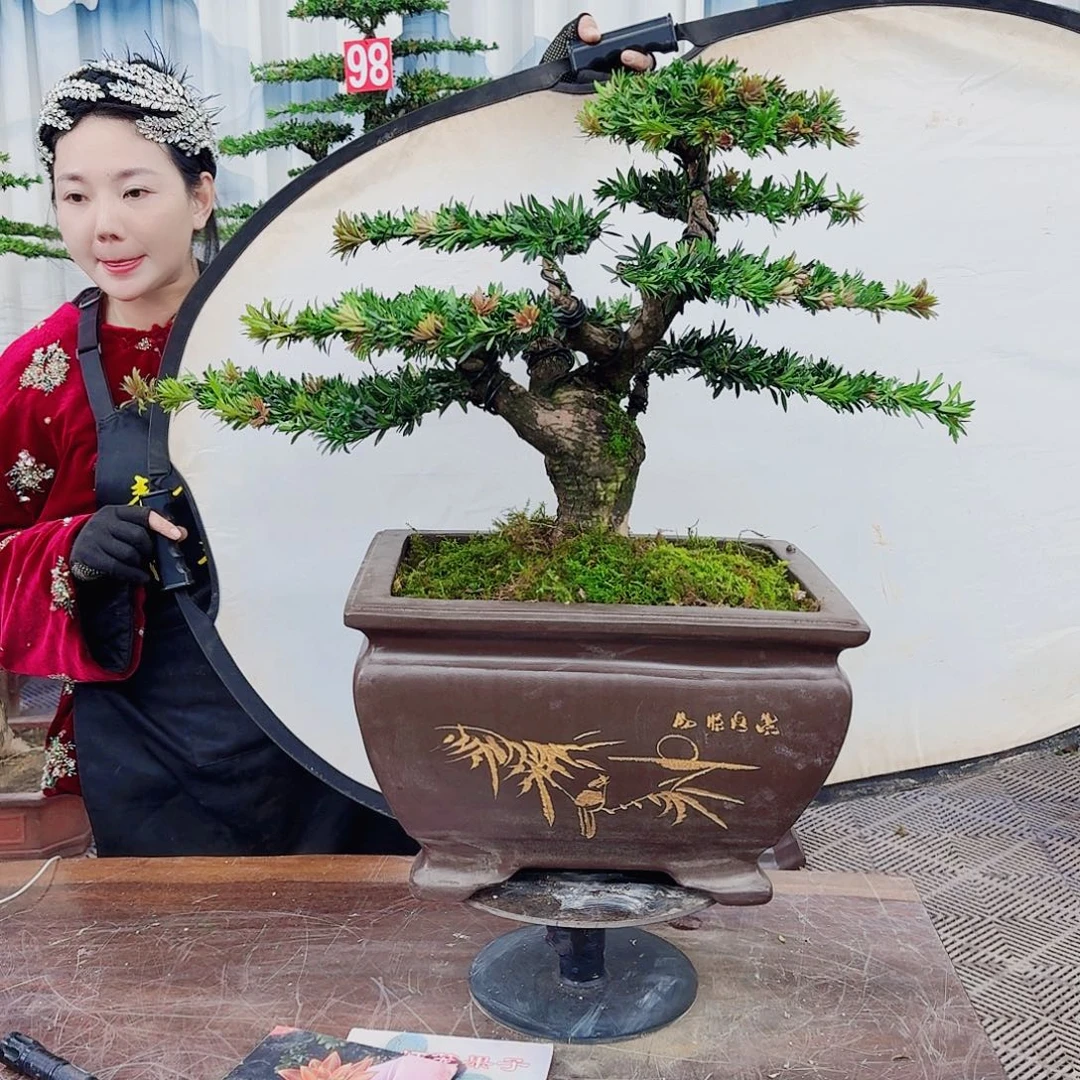 一***好无花朵罗汉松一物一拍888