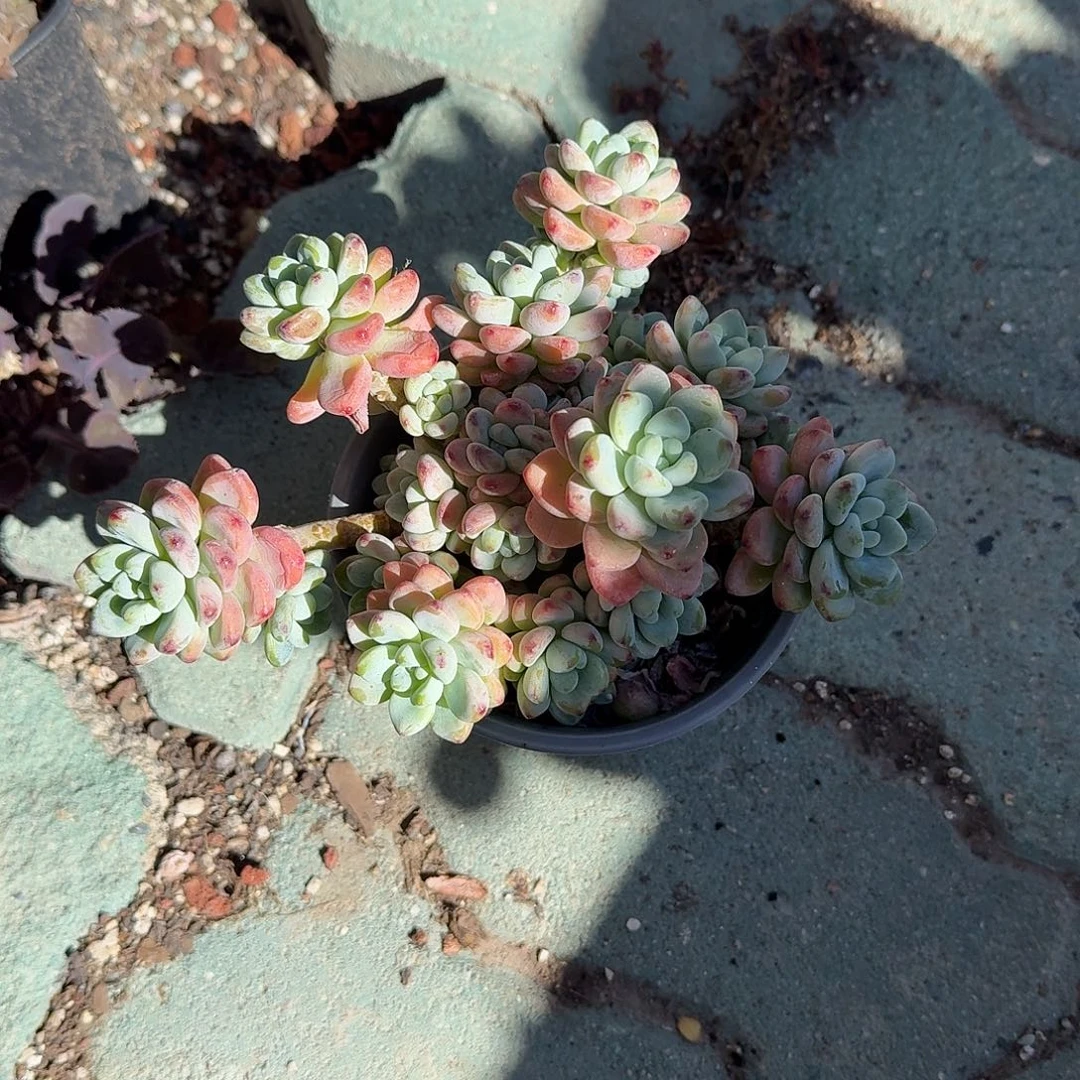 劳尔多肉植物精品