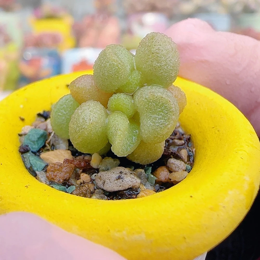 L 可爱银之卵 盆口2.5cm