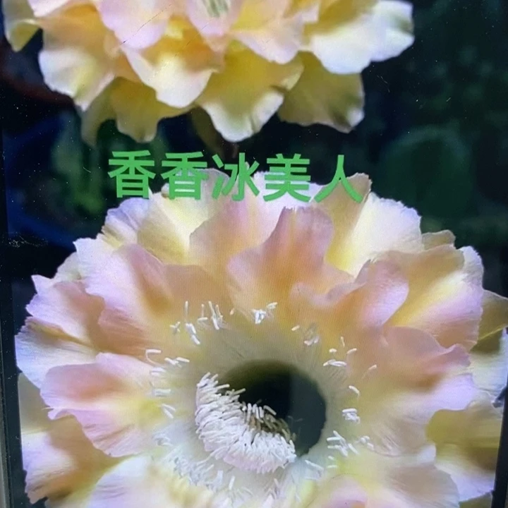 香香冰美人侧芽2.5公分左右
