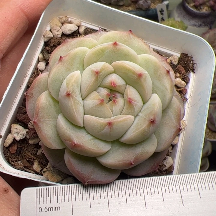030 多肉植物组合盆栽