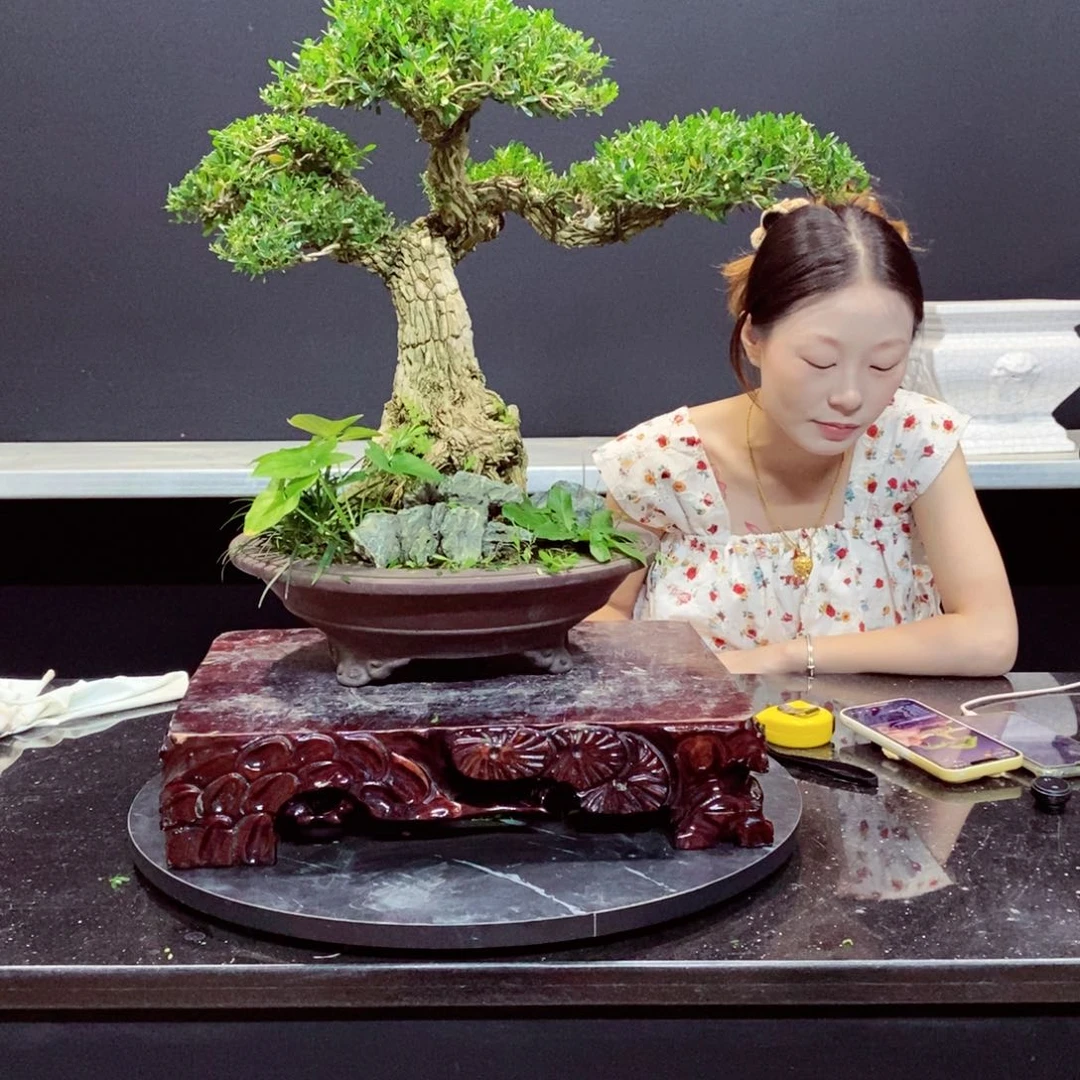无花朵广东皱皮雀舌黄杨