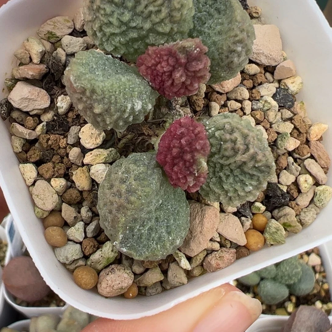 天***天87 号好看的水泡冲冲冲