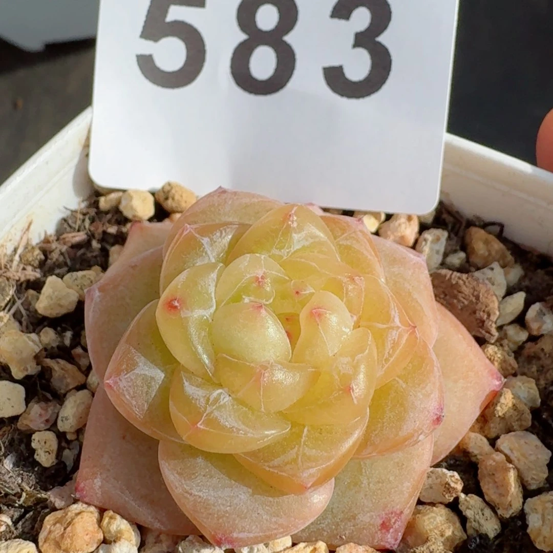 孤品捡漏珍妮         精品多肉