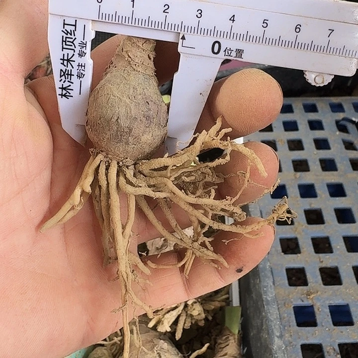 杰克之花朱顶红一棵2.5