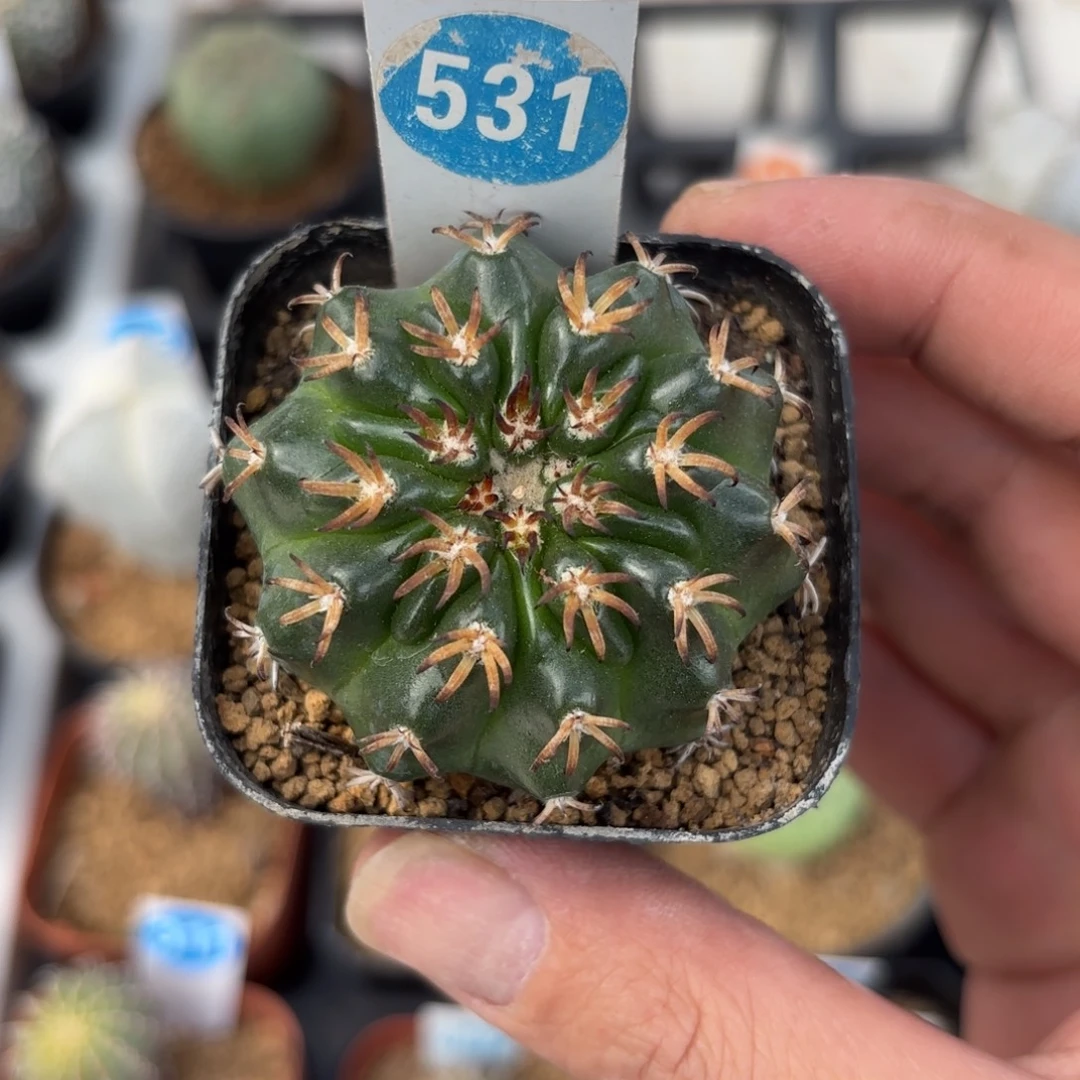 531实生猫爪圆盘玉带盆带土