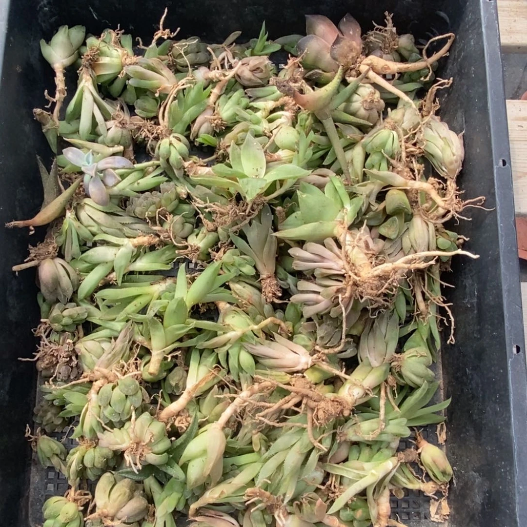 4497 十二卷练手套不售后