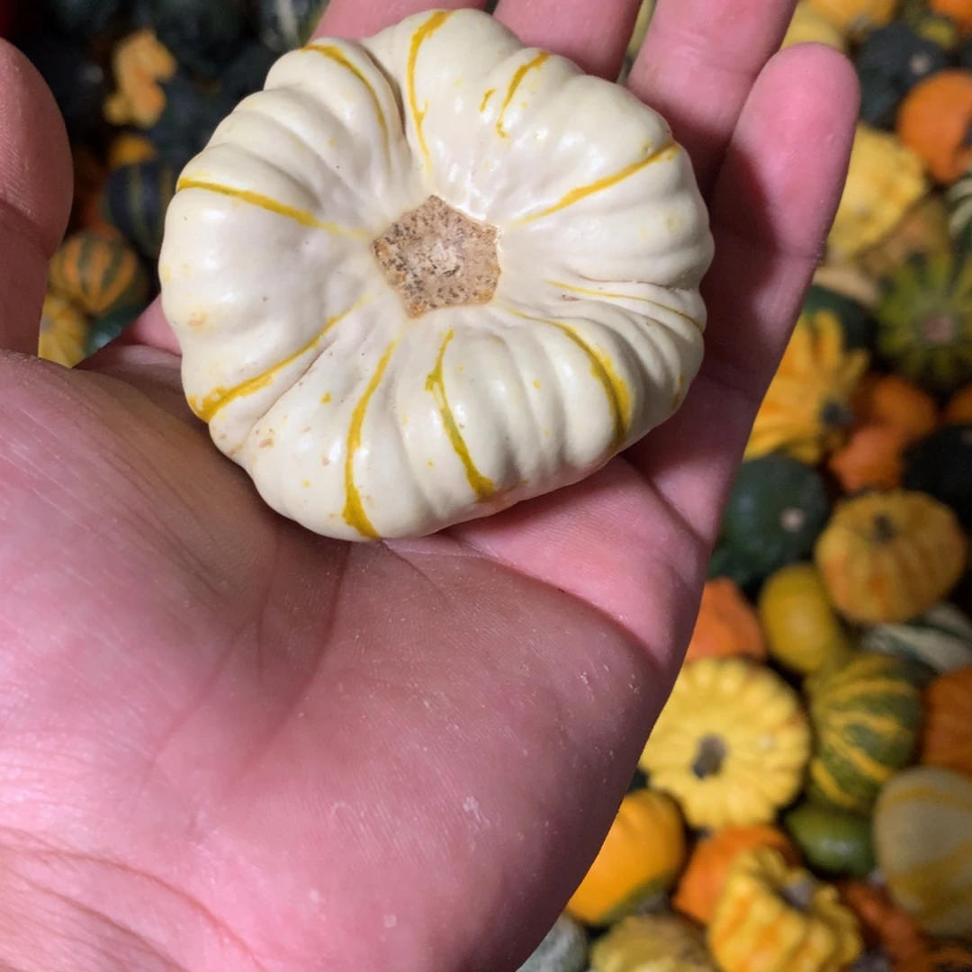 慈*心墨西哥！墨西哥！墨西哥