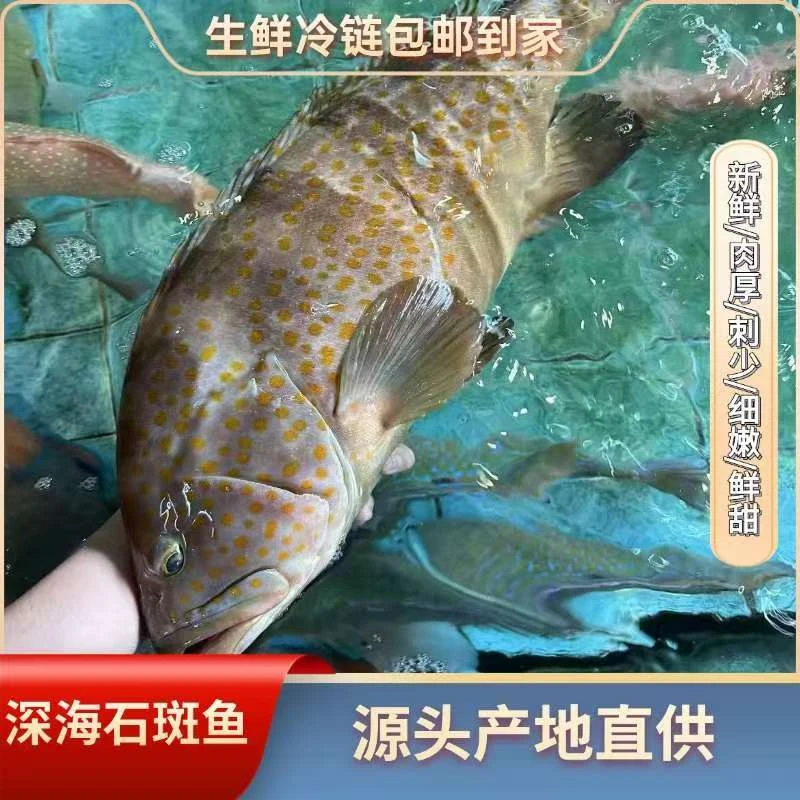 福建东山岛【深海石斑鱼】深海野生海钓 石斑鱼肉厚味美