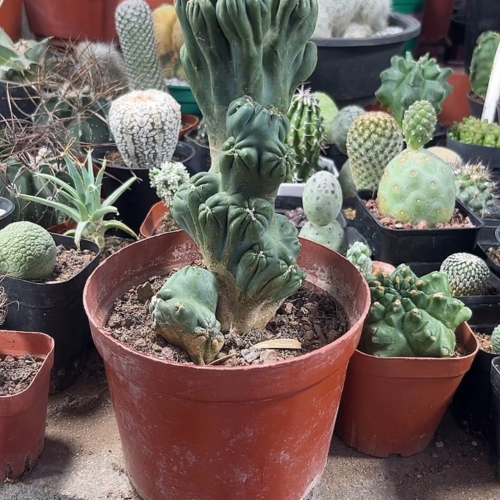 罗汉无刺一物一拍