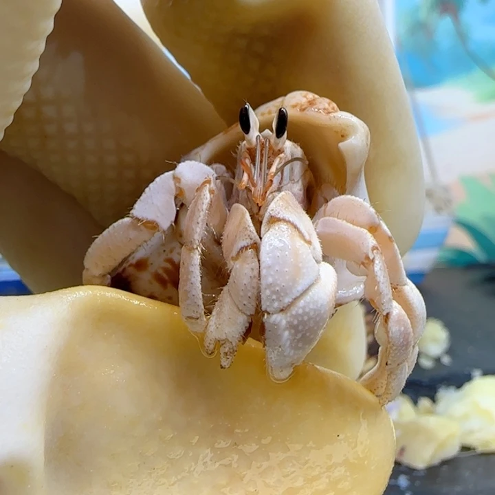 A62奶白 西沙1.2cm口径