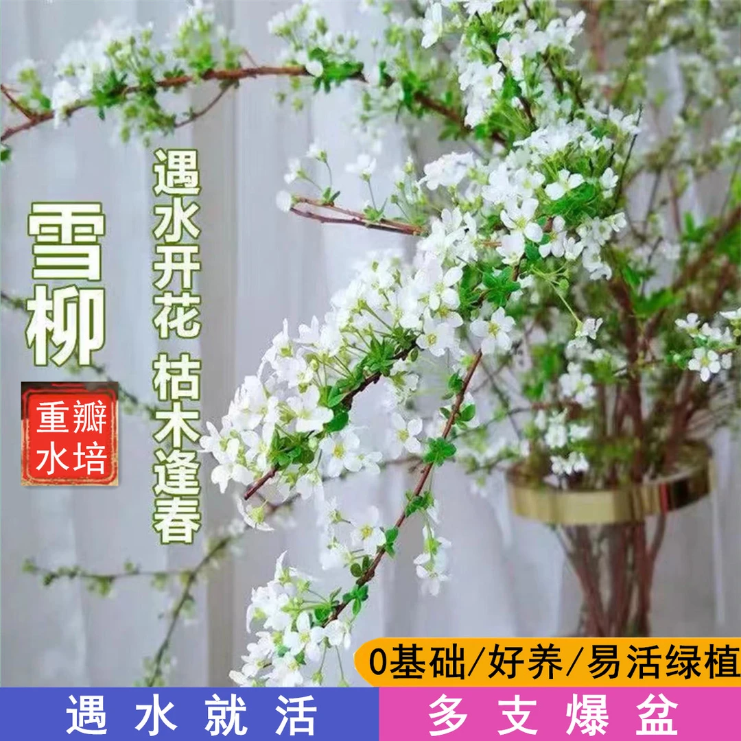 雪柳干枝花水培可开花耐寒清香客厅装饰龙柳插花鲜花室内绿植盆栽