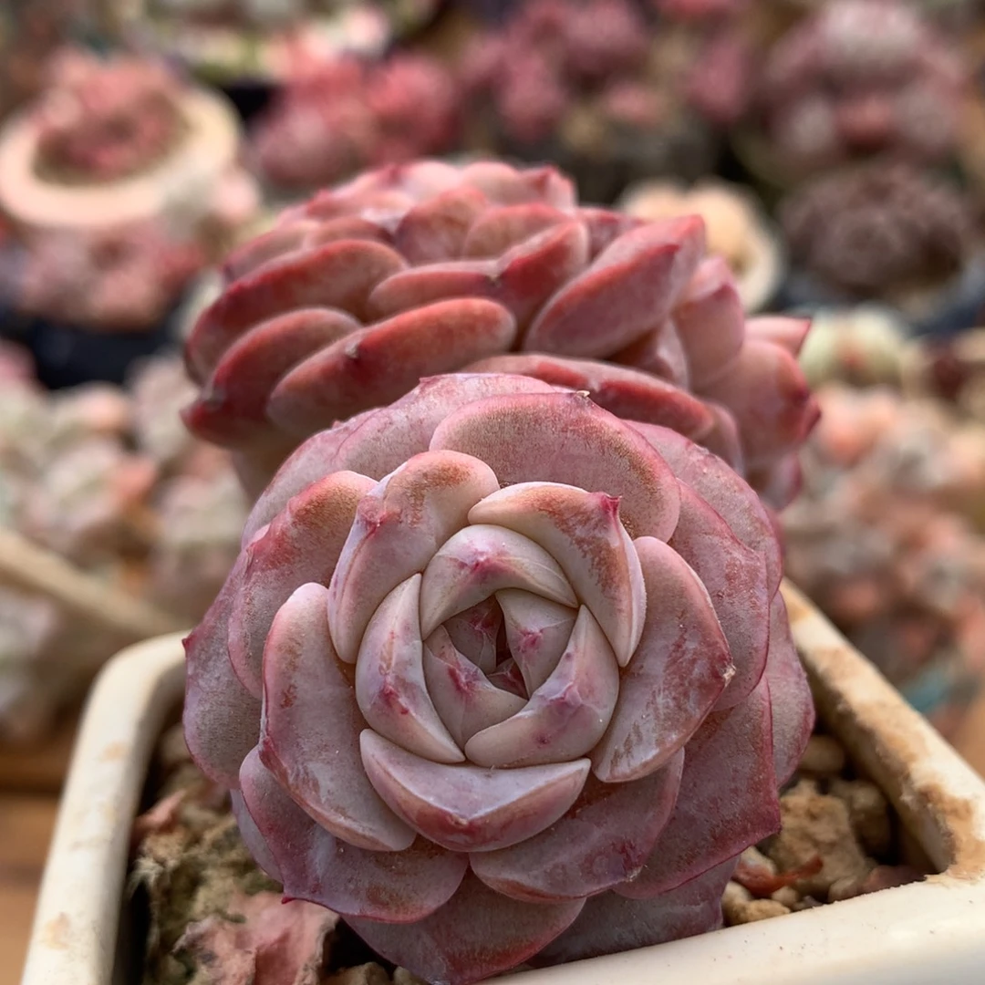 恩宠一物一拍 023