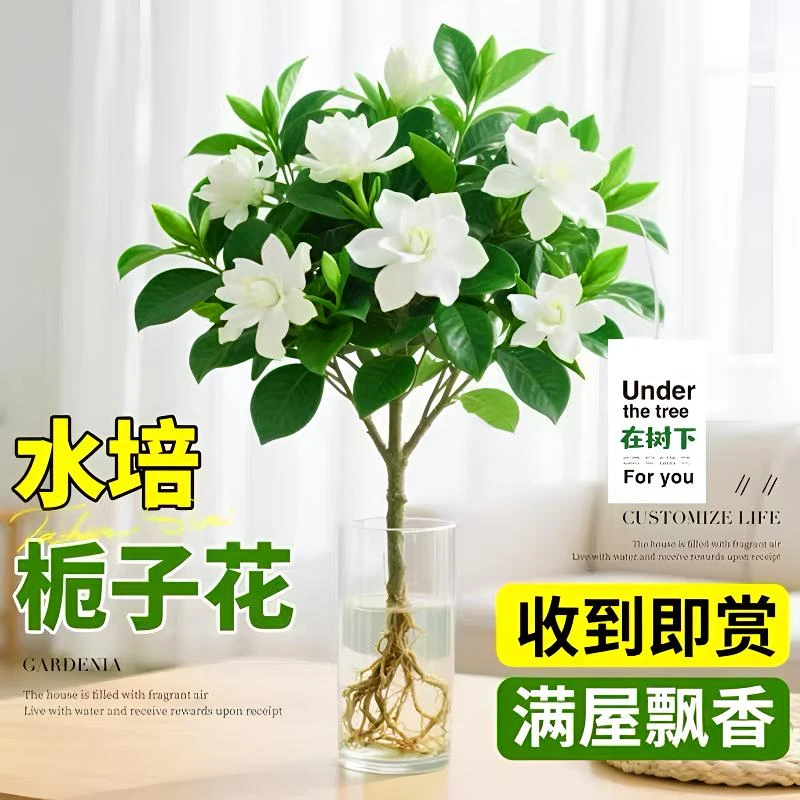 水培植物栀子花苗办公室内桌面四季好养绿植客厅浓香型真花卉盆景