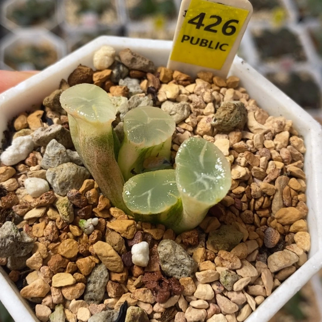 426万象锦十二卷多肉