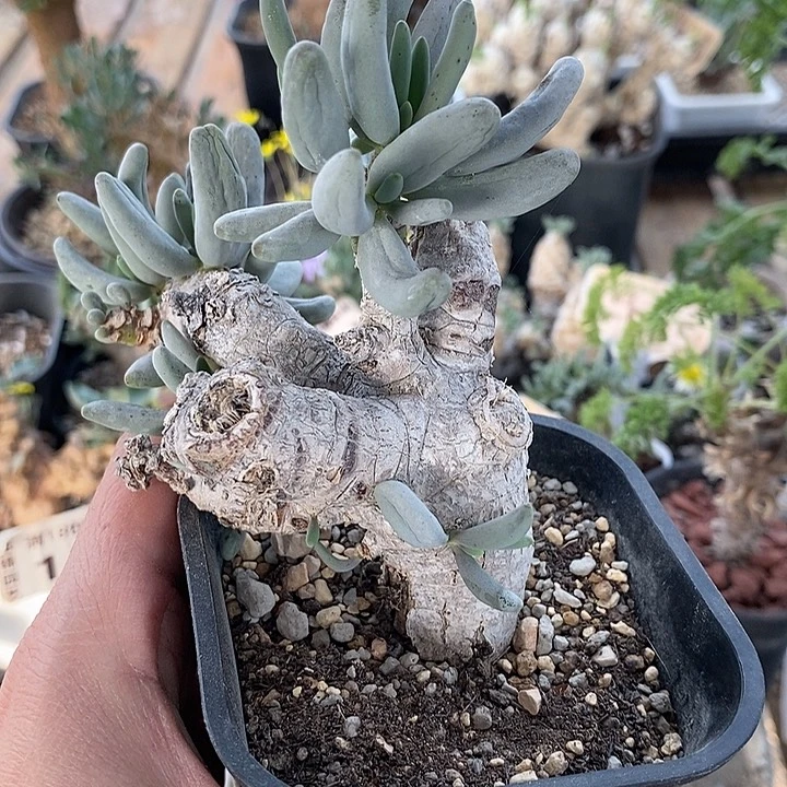 907卡拉菲厚敦菊一一一