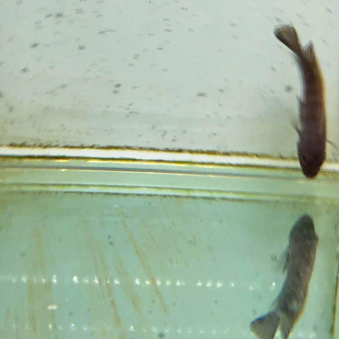 B***m海水1096麒麟斑马。