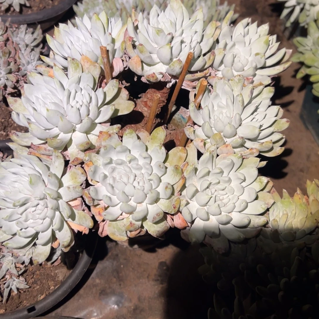 雨*阿金尼仙女杯多肉。