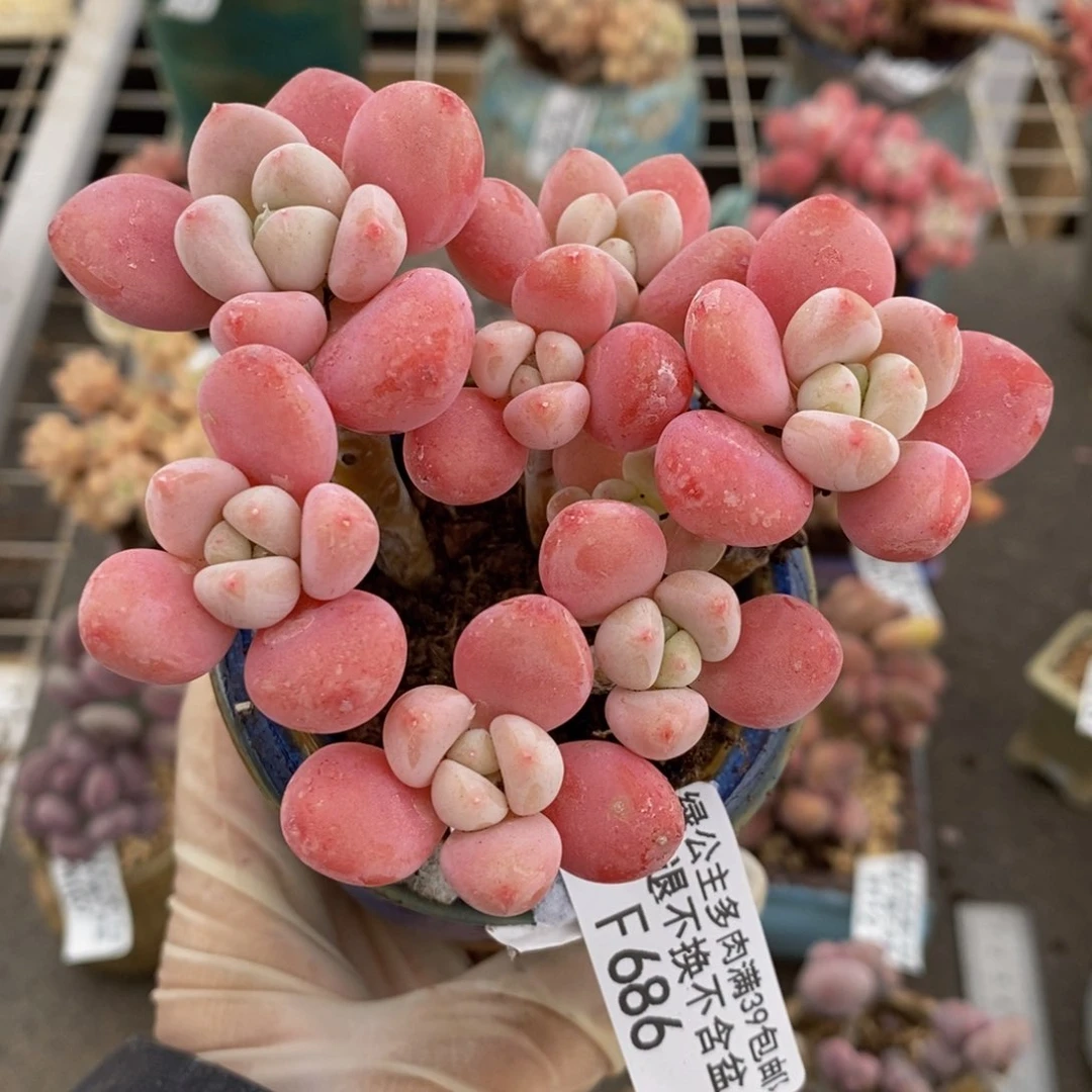 樱花洛神686/9c m