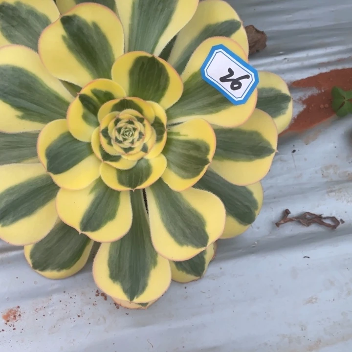 26王菲君美丽法师锦