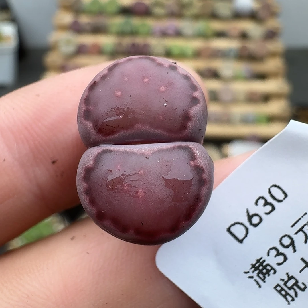 巨***笑630多肉哈哈哈哈哈哈哈哈