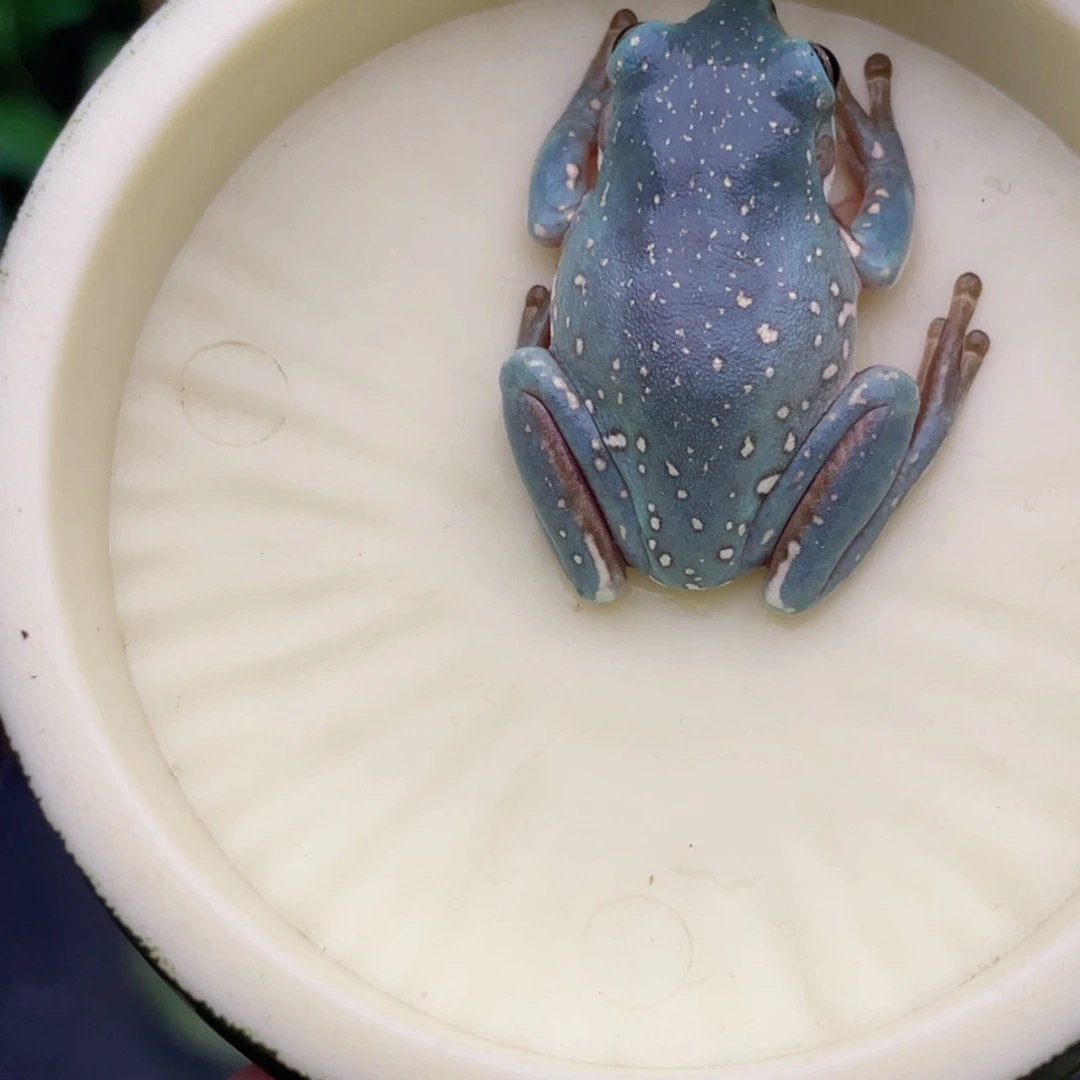 老爷树蛙3号紫蓝。