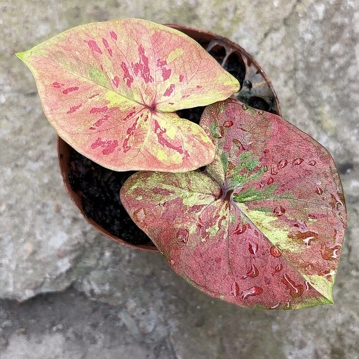 12-1218彩叶芋广东现货