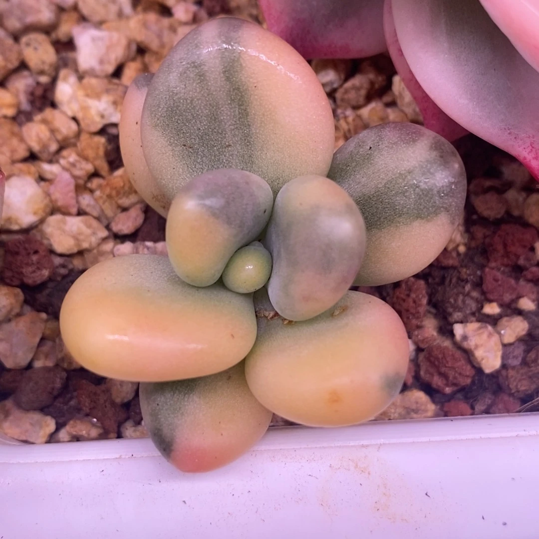 沙*沙石头 多肉植物1011