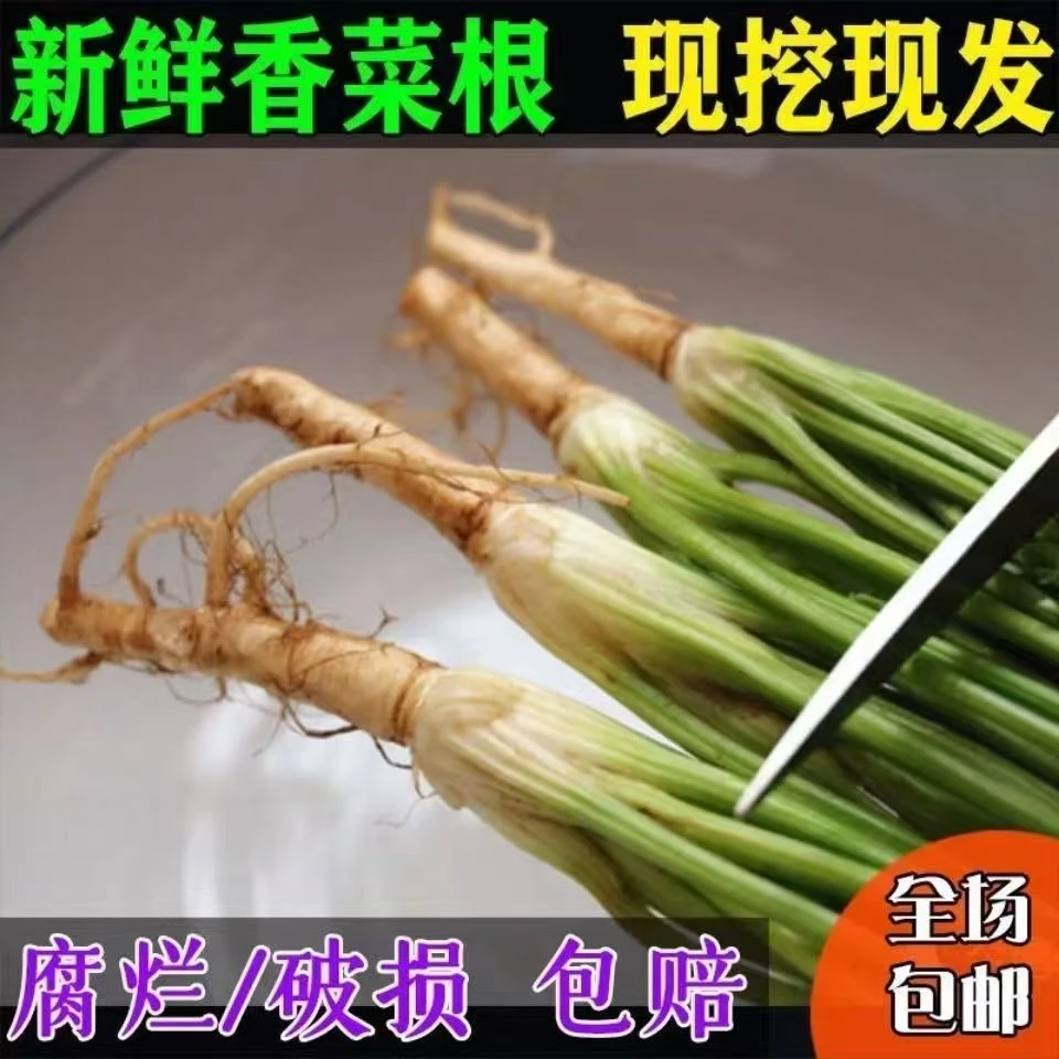新鲜香菜根现挖现发凉拌腌制咸菜油炸小人参须子鲜嫩地下根部包邮