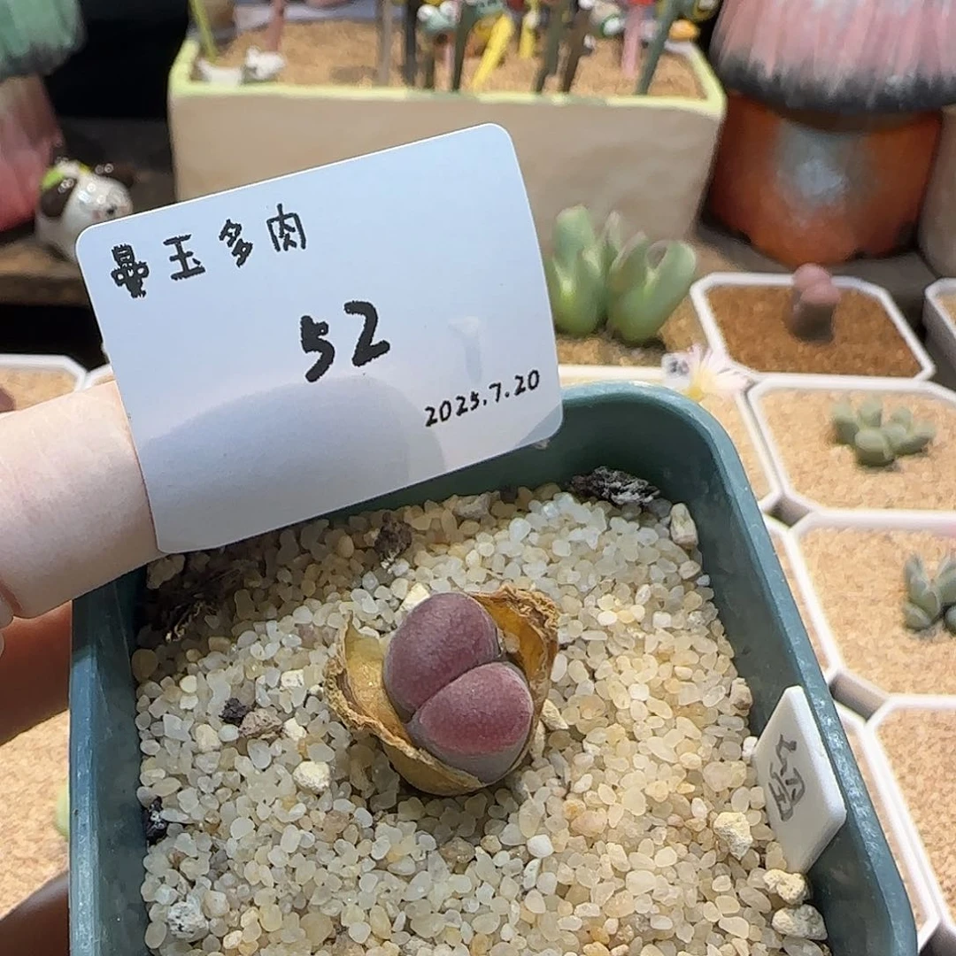 丁***加多肉多肉多肉7.20-052