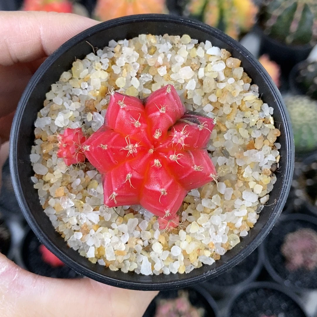 7棱红彤彤实生米哈仙人球