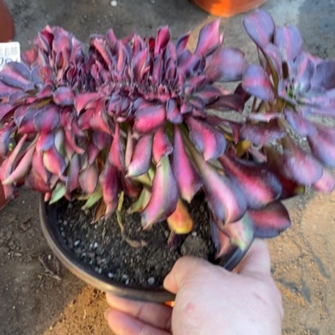 96晚霞满25包邮多肉