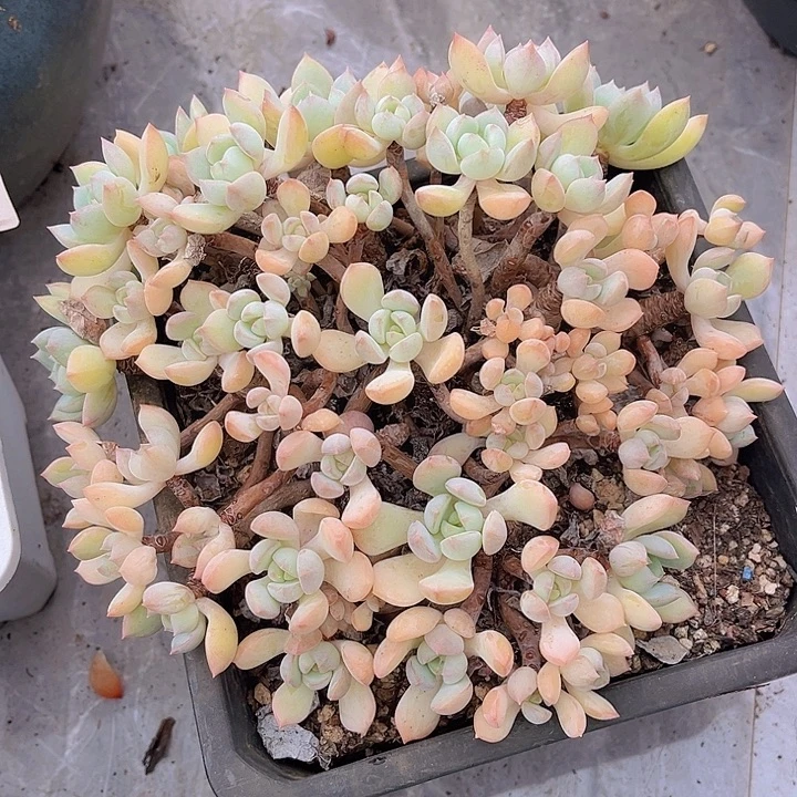 蜜桃格林1766多肉植物