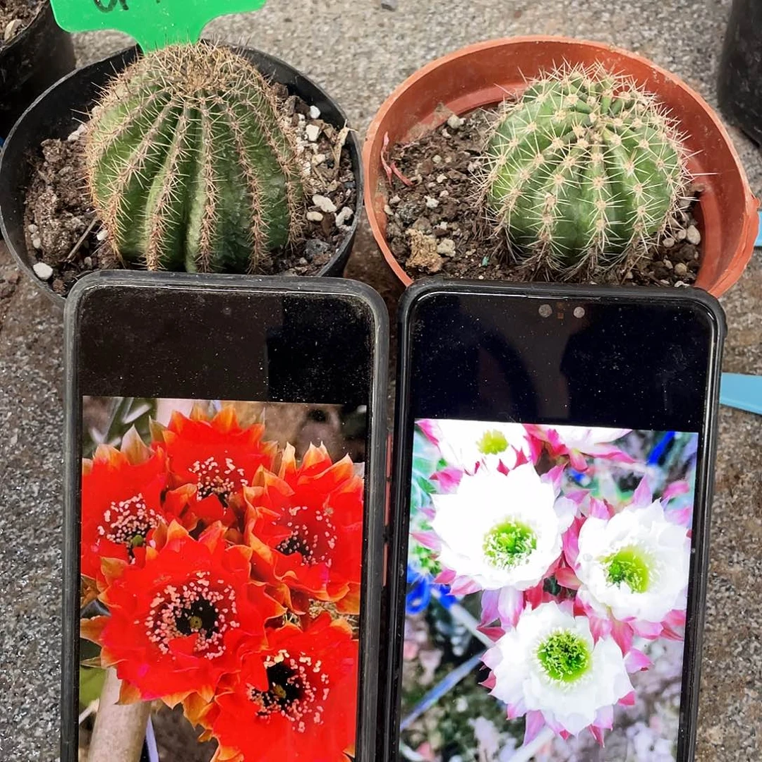 G17和cc158自根球5公分左右