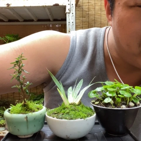 红陶一物一拍所见即所得75