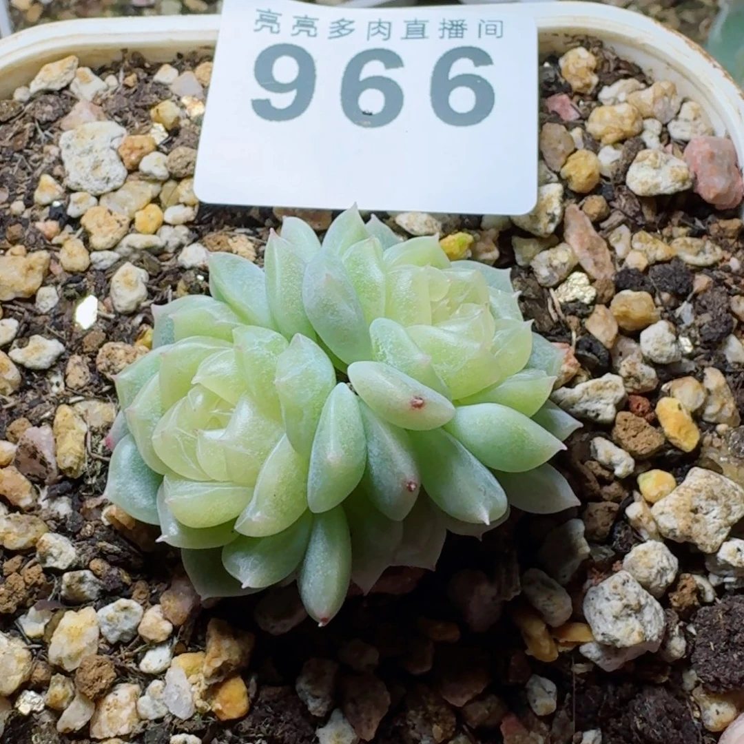 浅***甜泼天富贵      愿你一路坦途，乘风破浪展宏图