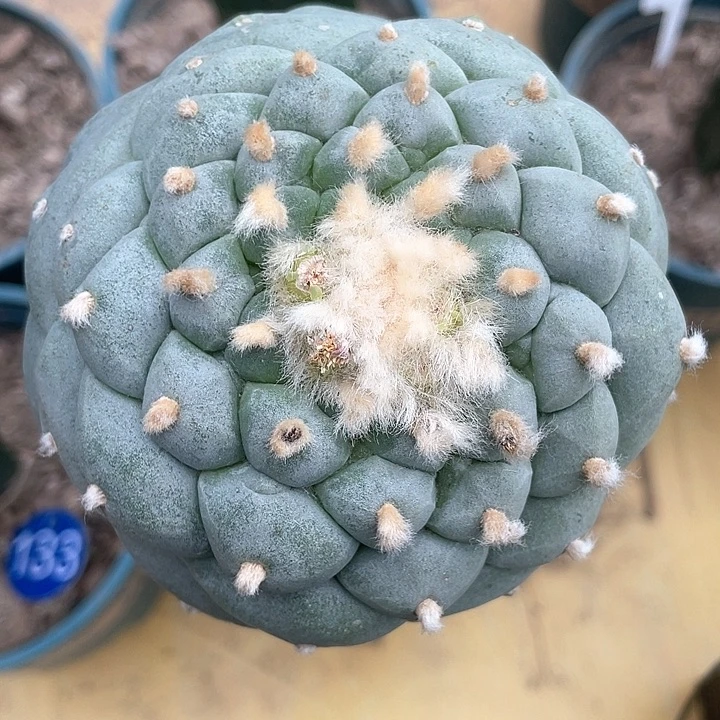 仙人球9公分一代侧芽131