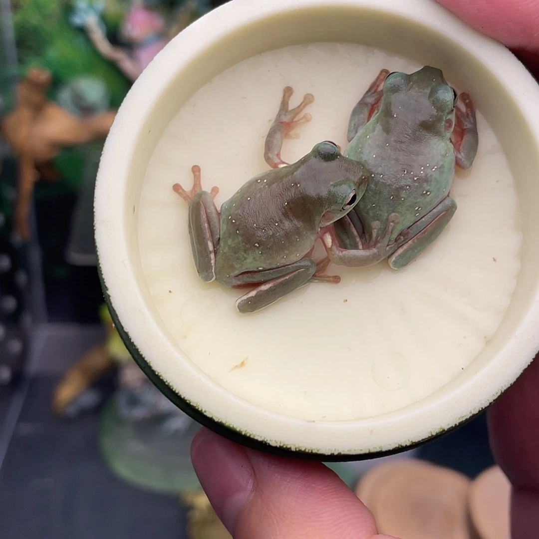 *****老爷树蛙2只树蛙专拍