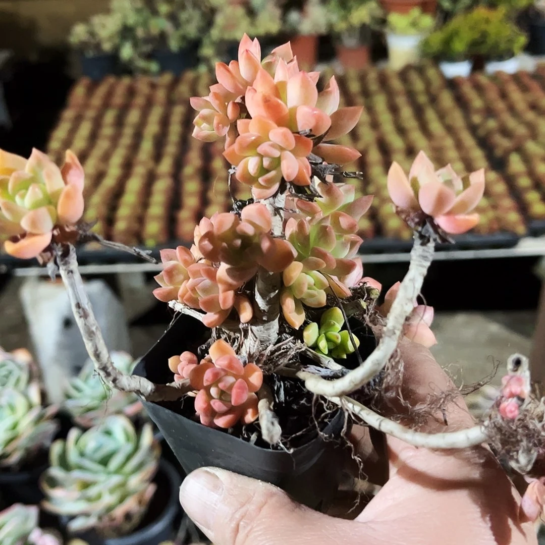 张***宁135多肉植物提取萃取出