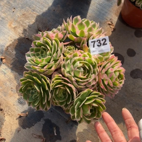 732海仙多肉植物，