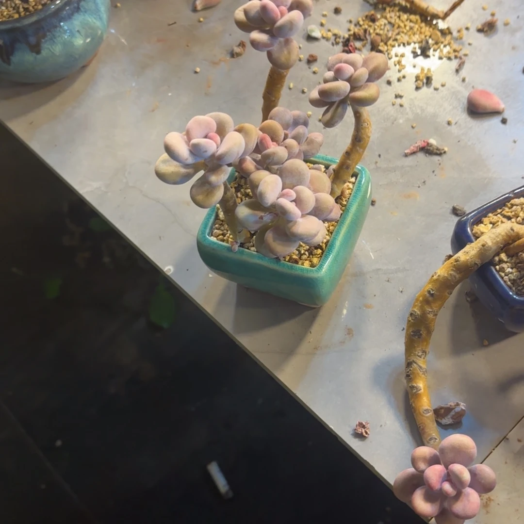 萌***心24号老庄多肉植物
