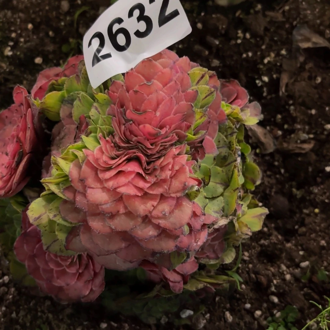 贪***顽2632多肉植物知否缀